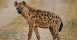 Ugliest Animals In Africa
