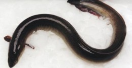 The eel experiments