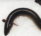 The eel experiments