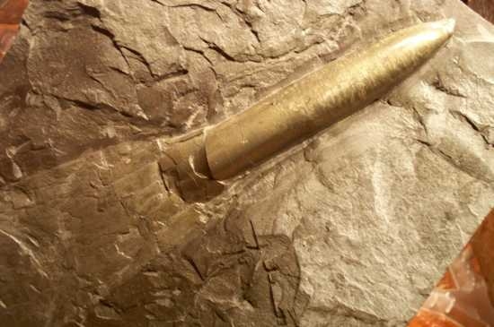 Mysterious and misidentified fossils