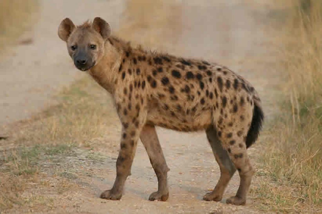 Ugliest Animals In Africa