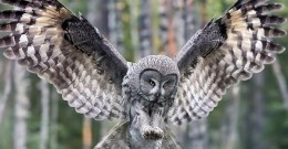 10 Amazing facts about owls