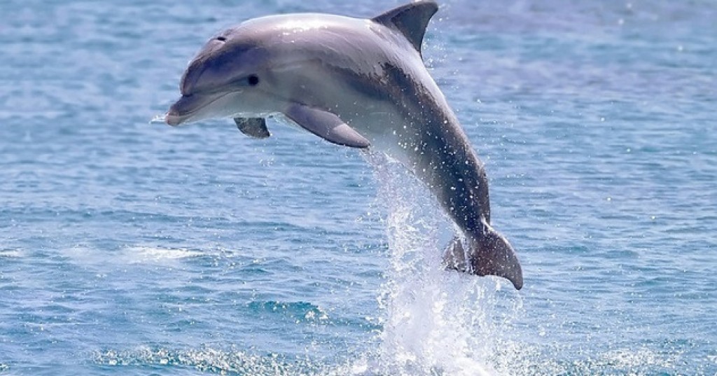 10 Dolphin Superpowers
